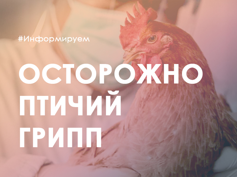 Внимание! Грипп птиц!!!.