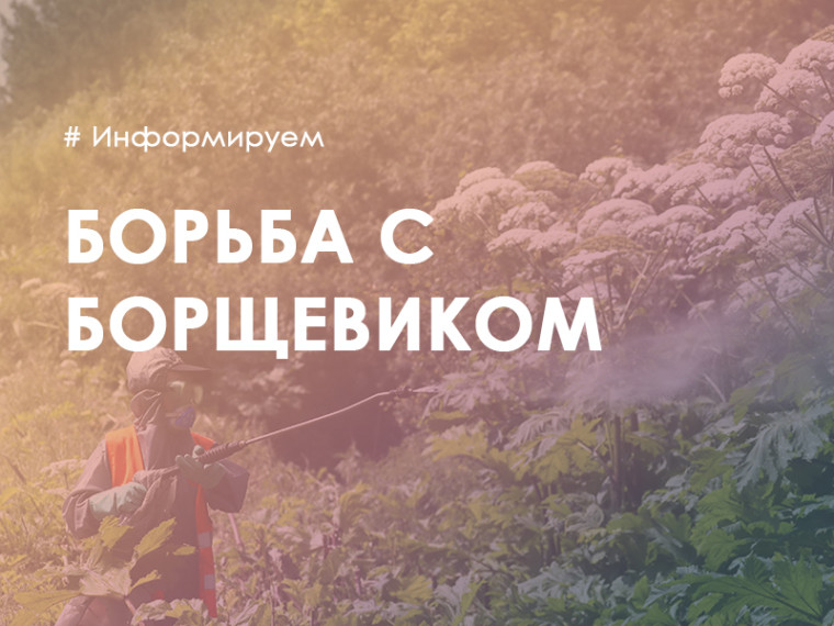 Химическая обработка борщевика с 22 по 25 мая. Химическая обработка борщевика с 22 по 25 мая.